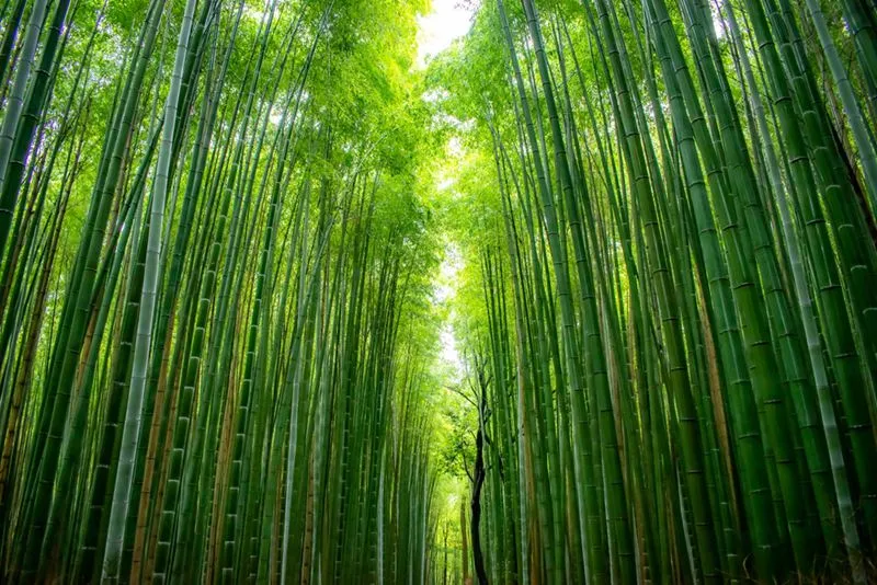 A tranquil pathway through a dense bamboo forest with towering stalks.